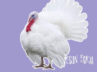 Хайбрид конвертер инкубационные яйца индюков, крепкий молодняк