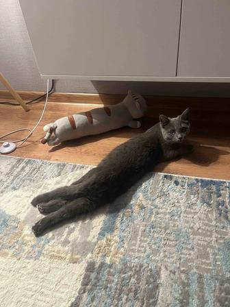 Отдам в добрые руки котенка-британца