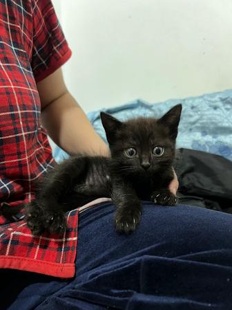 Котёнок