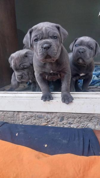 Щенки кане корсо