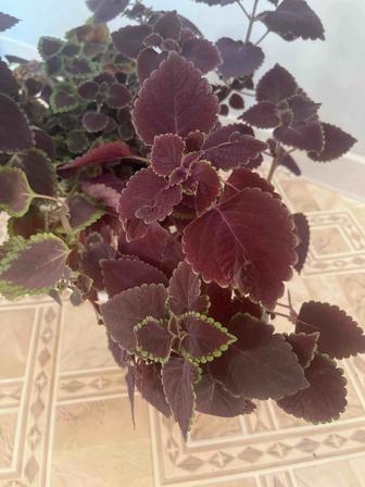 Продам комнатный цветок Колеус