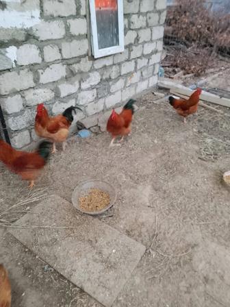 Продам Петухов