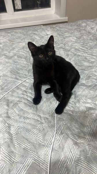 Срочно котенка в лучшие руки