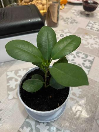 Излишки комнатных цветов