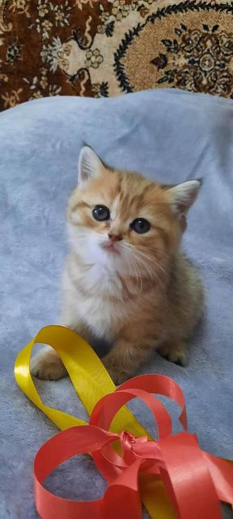 Продаются котята золотая Шиншилла Скоттиш страйт