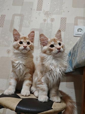 Продам котят мейнкун