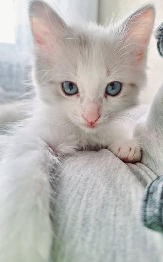 Отдам умных котят бесплатно