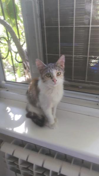 Котенок даром