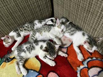 Отдам срочно котят