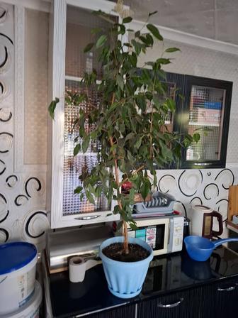 Продам фикус бенджамина 7 лет
