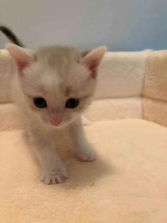 Отдам котят даром в хорошие руки