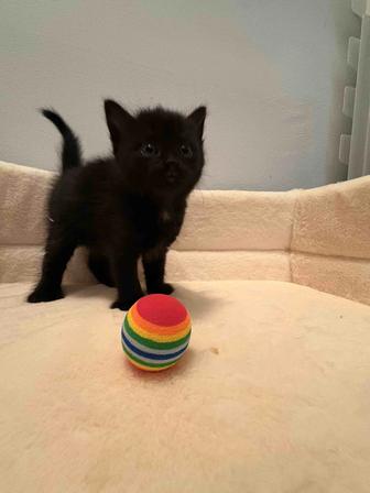 Отдам котят даром в хорошие руки