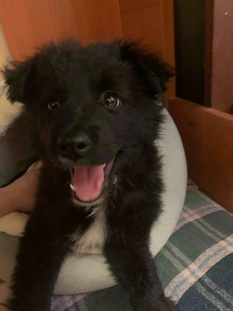 Срочно отдам щенка