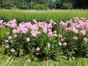 Услуги сиделки