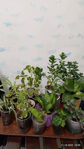 Продам комн.цветы недорого