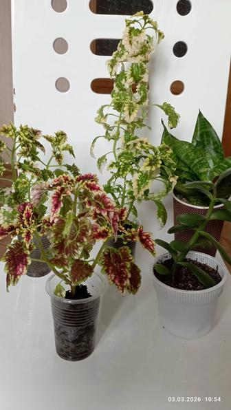 Продам комн.цветы недорого. Есть еще цветы.Песни на заказ