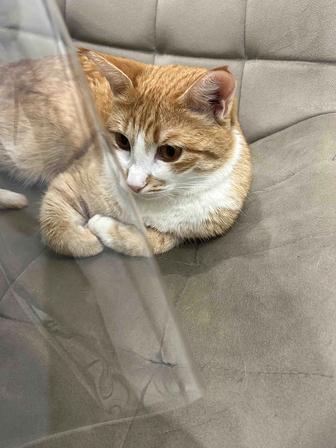 Кошка кошечка котенок