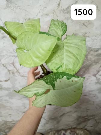 Продам сингониумы