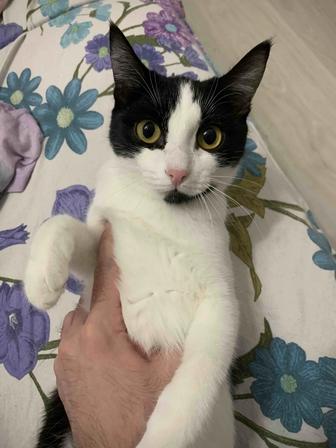 Котята (пол года) домашние, приученные к лотку, ищут дом