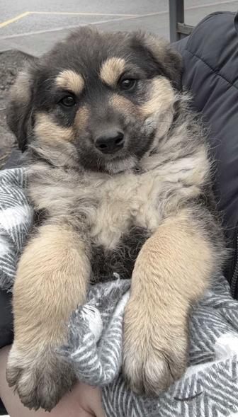 В добрые руки щенка