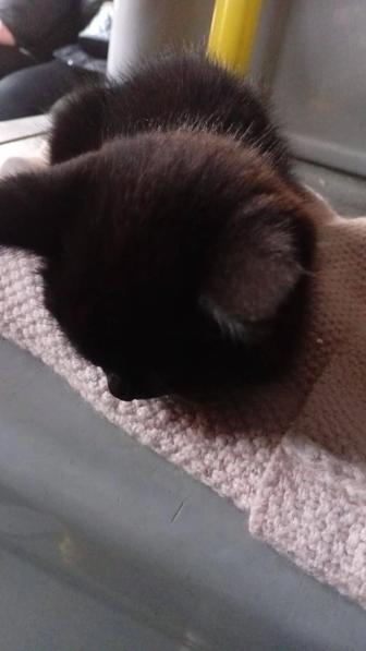 Отдам котенка в хорошие руки