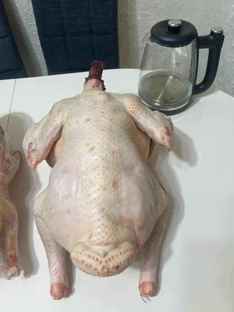 Продам мясо индейки