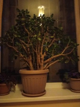 Комнатные растения цветы.