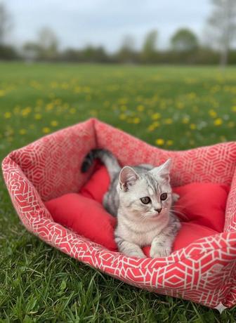 Котенок шотландская вислоухая 2 девочки