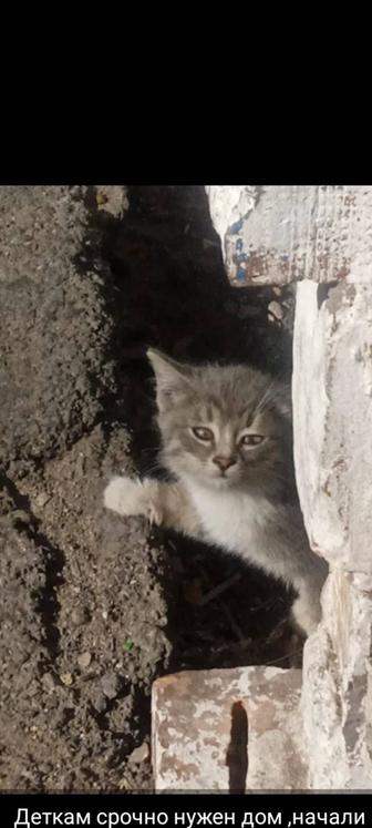Котята