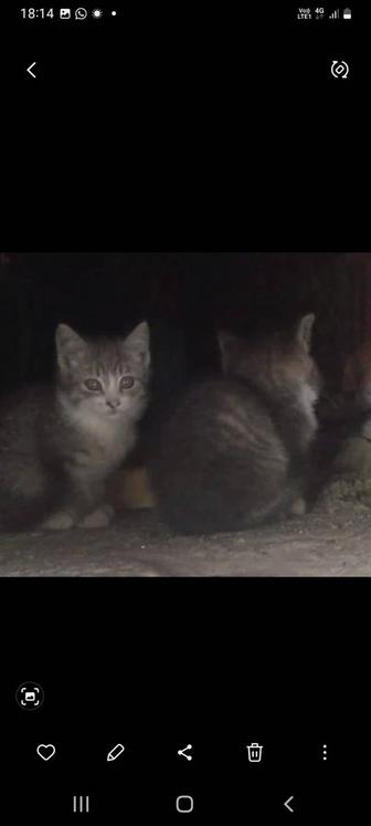Котята