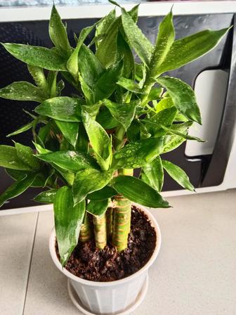 Бамбук Лакки продам