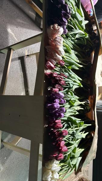 Оптом тюльпаны