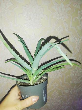 Продам комнатные цветы алоэ( столетник)