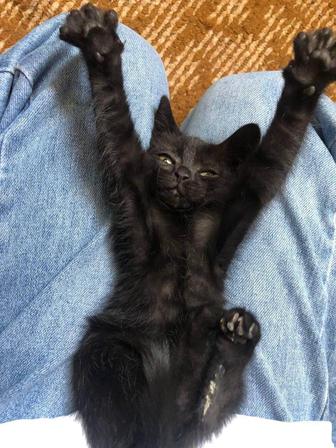 Отдам котенка