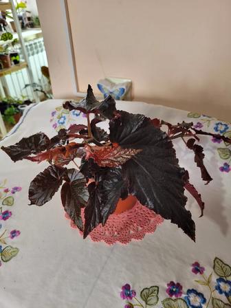 Комнатные цветы.