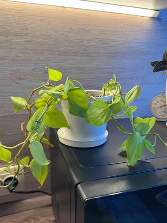 Филодендроны Лимон Лайм