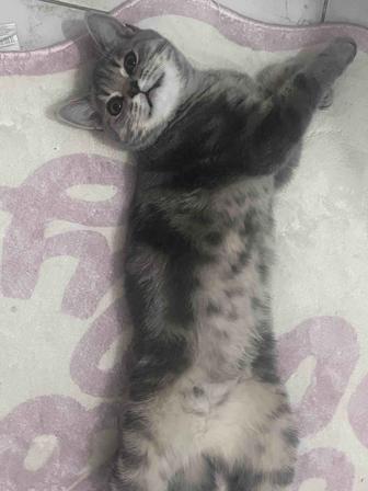 вязка, ищем кота