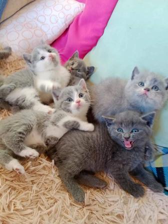 Продам британских котят