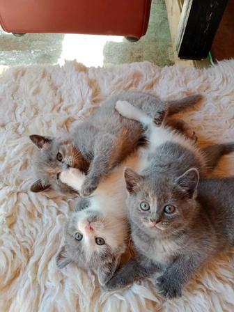 Продам британских котят