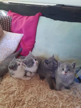 Продам британских котят