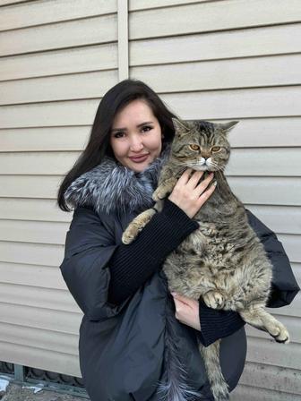 Передержка кошек