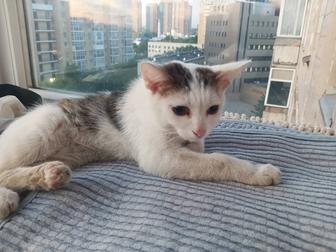 Котик в самые добрые ручки