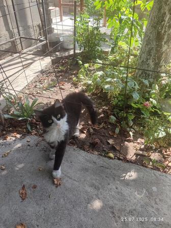 Котенок