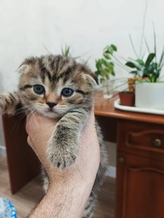 Продаю британских котят вислоухой породы