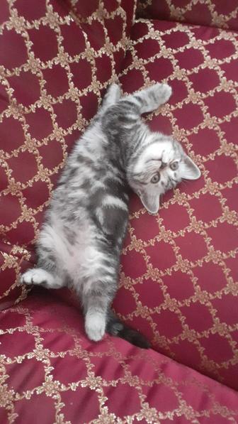 Продаю британских котят вислоухой породы