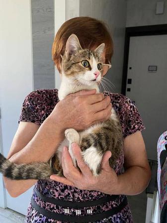 Кошка