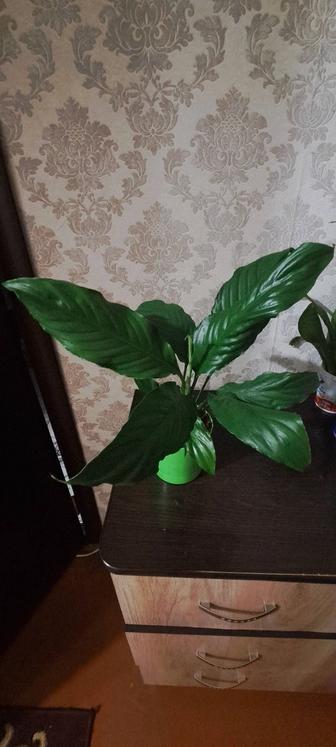 Продам женское счастье