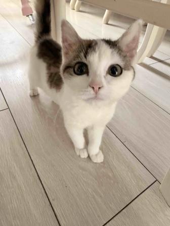 Котенок ищет семью