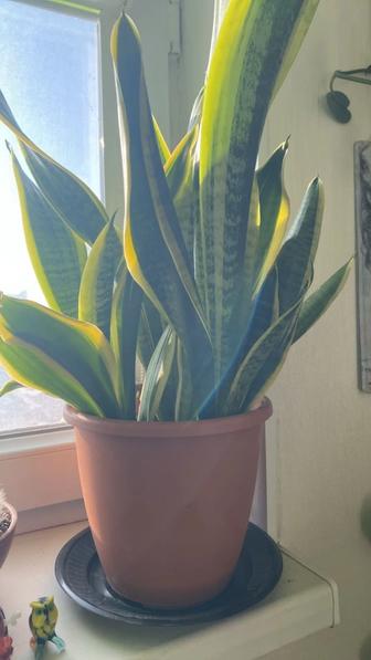 Комнатные цветы