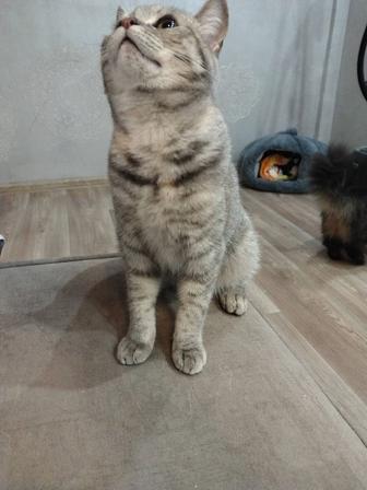 Добрая девочка пристраивается в хорошие руки